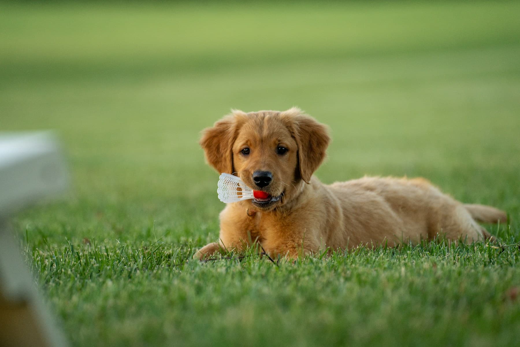 Chiot golden retriever attentif sur la pelouse