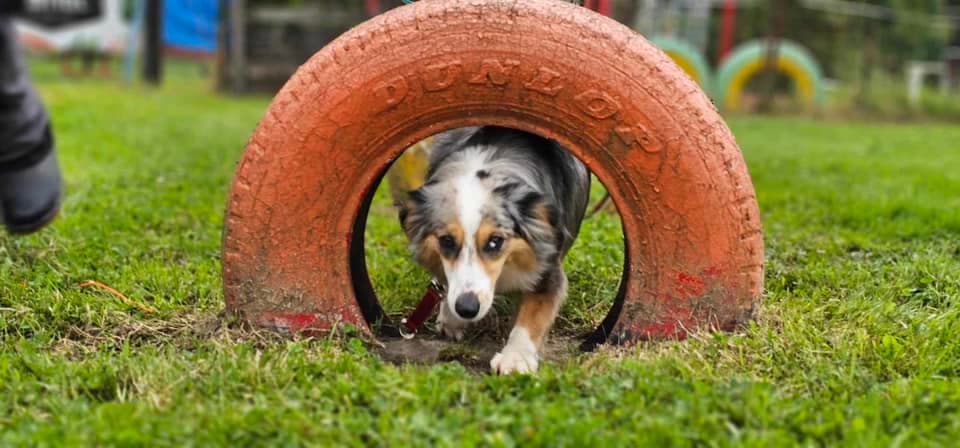Parcours d'agility au CECM
